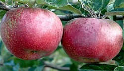 La MELA ANNURCA: dal sud una mela dalle molte proprietà benefiche | Immagine